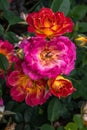 Ã¢â¬ËTiddly WinksÃ¢â¬â¢ Miniature Rose Royalty Free Stock Photo